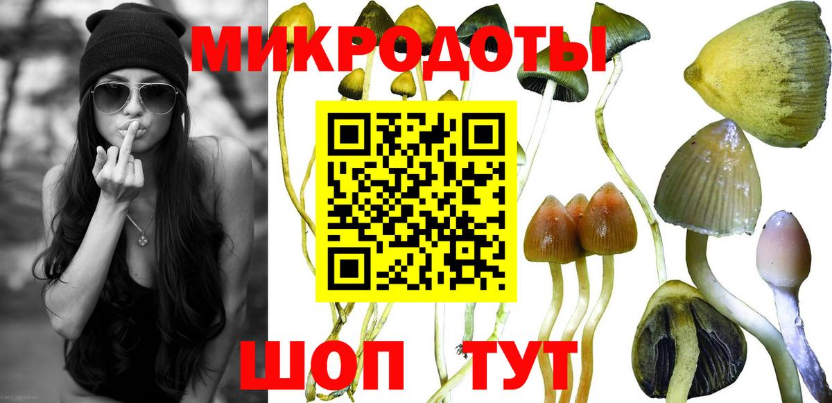 Псилоцибиновые грибы Psilocybe Новый Уренгой